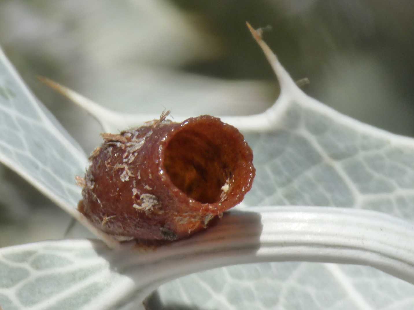 Anthidiellum strigatum ♂ (Apidae Megachilinae)